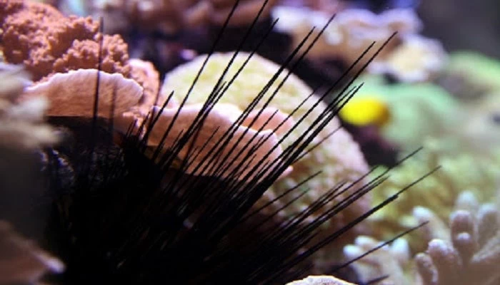 Πάτησες αχινό, δράκαινα, τενεκεδάκι ή γυαλί στην παραλία; Τι πρέπει να κάνεις – Πως φεύγει ο πόνος